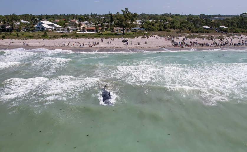 Beached whale at Venice Beach. March 10, 2024.png