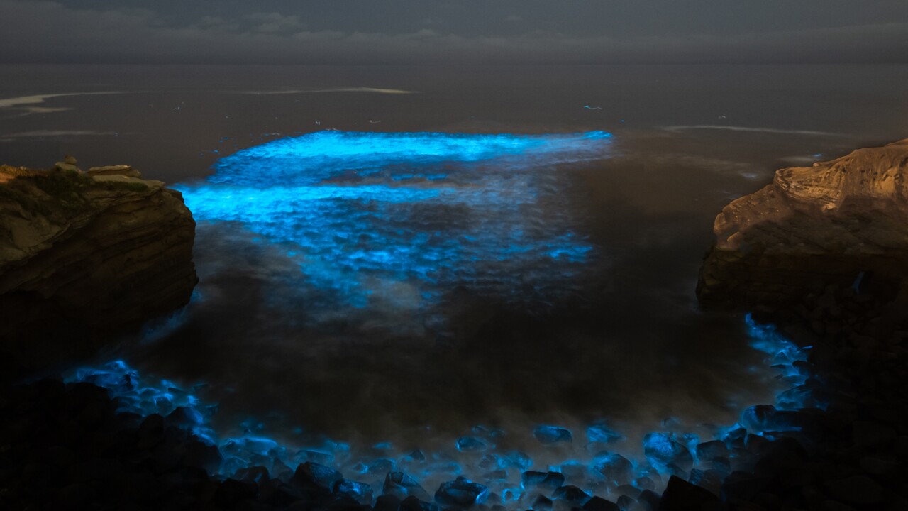 Tips on enjoying San Diego's bioluminescence waves safely