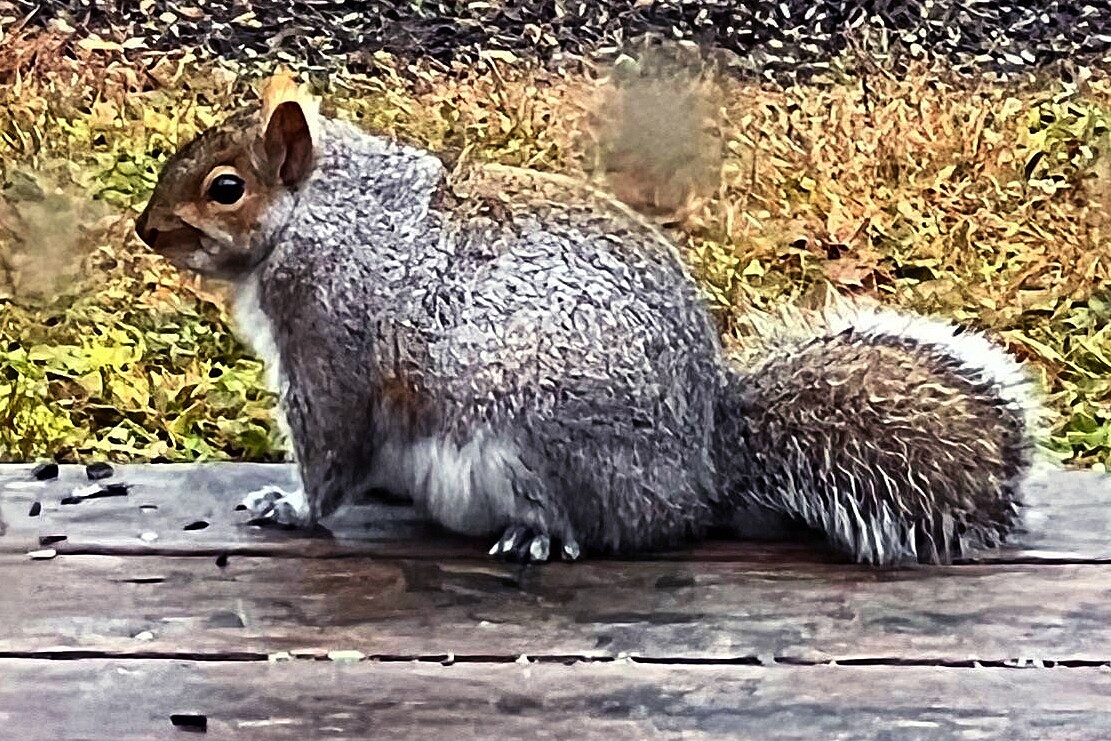 ODD Ginormous Squirrel