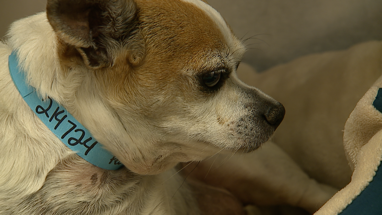 Denver dog recovering after a near-death experience in a 117-degree car