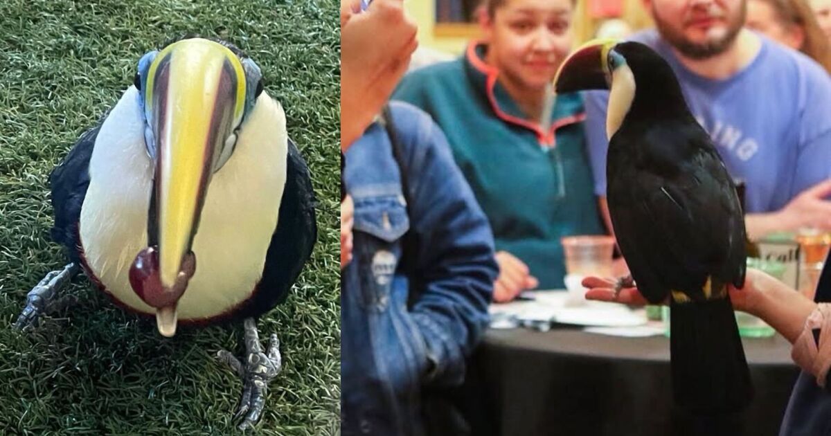 Beloved 18-year-old toucan at Tracy Aviary passes away