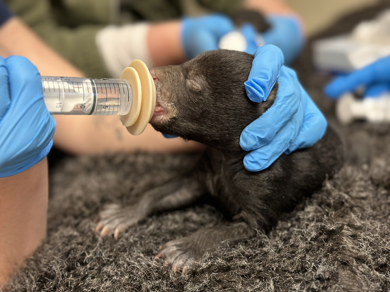 Valentine's Day cub eating from syringe
