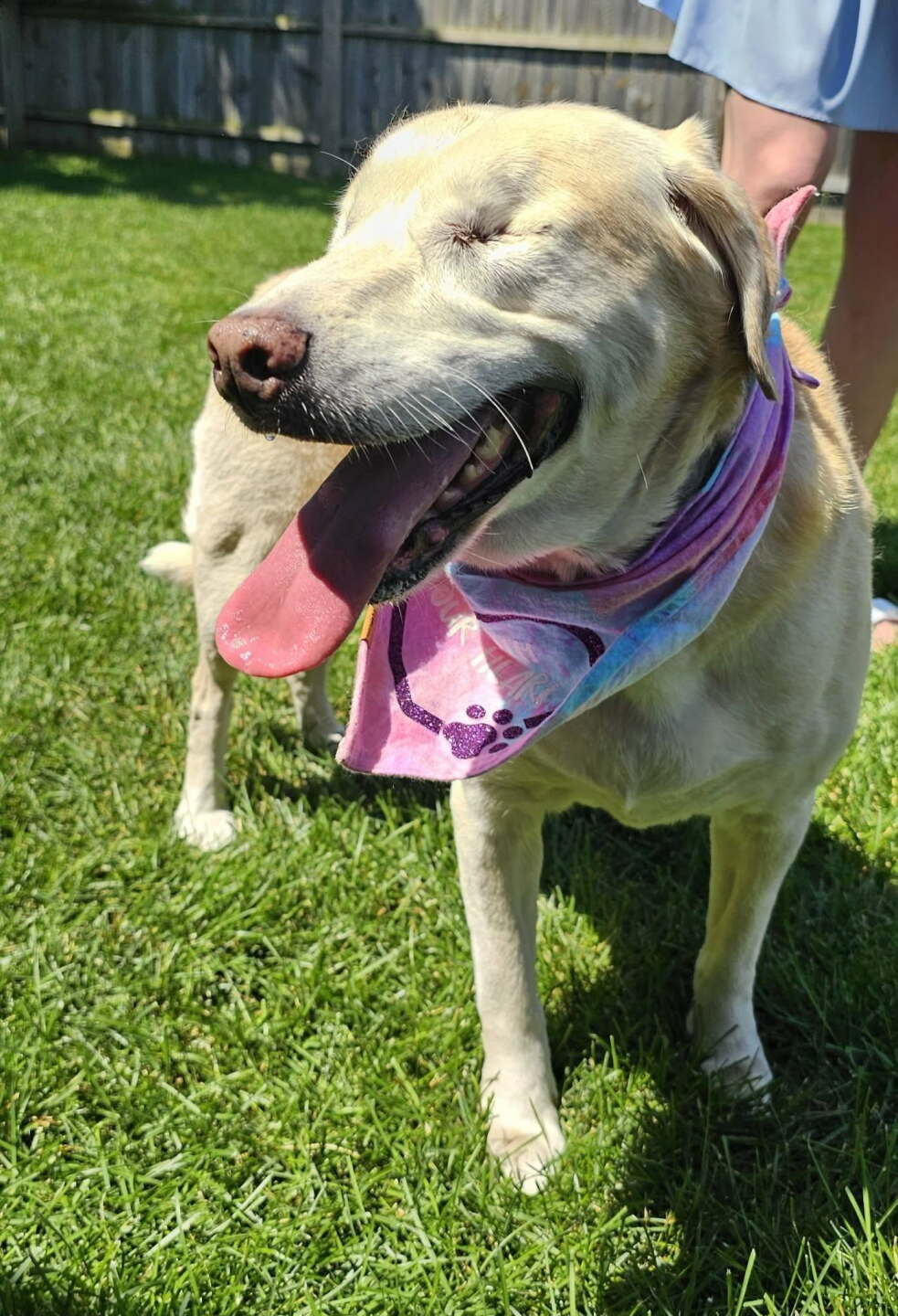 Sugar- available for adoption with her sister