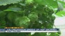 Faster growing hops, 'hop-pier' beer enthusiasts