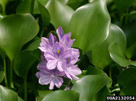 waterhyacinthwithflower.jpg