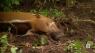 Wild Wendnesday: Red River Hogs