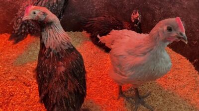 Chickens (MTN News, February 2023)