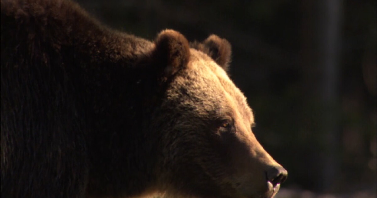 Woman dead after 'apparent' bear encounter near West Yellowstone - Vimarsana News