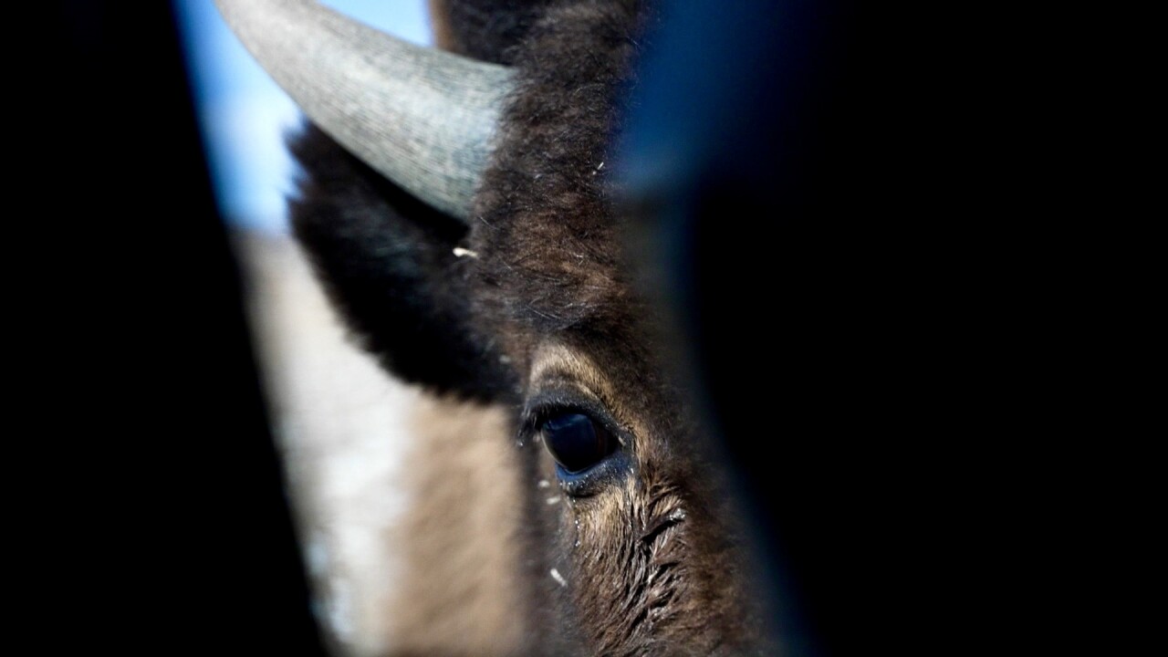 Laramie Foothills Bison Conservation Herd.jpg