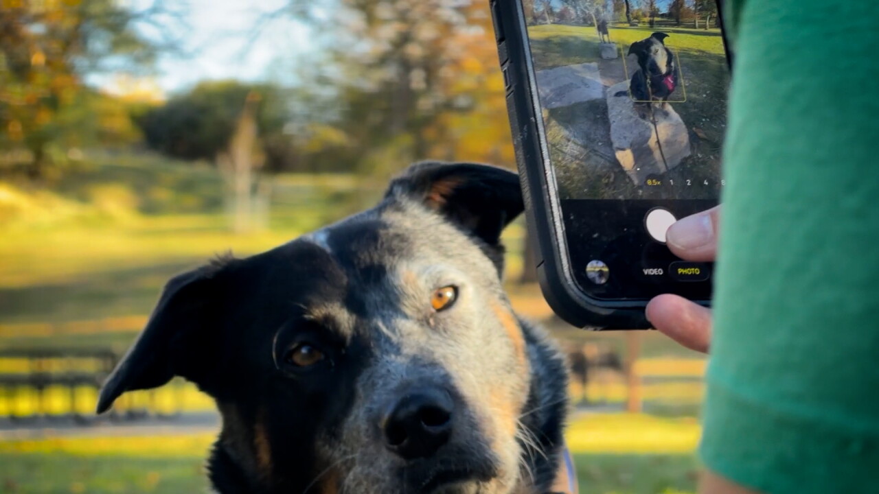TAKING PHOTO OF DOG.jpg