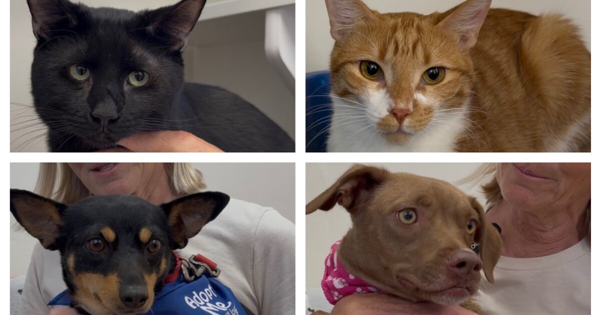 Rescue Me Marana; Adoptable pets going on Jersey's Journeys