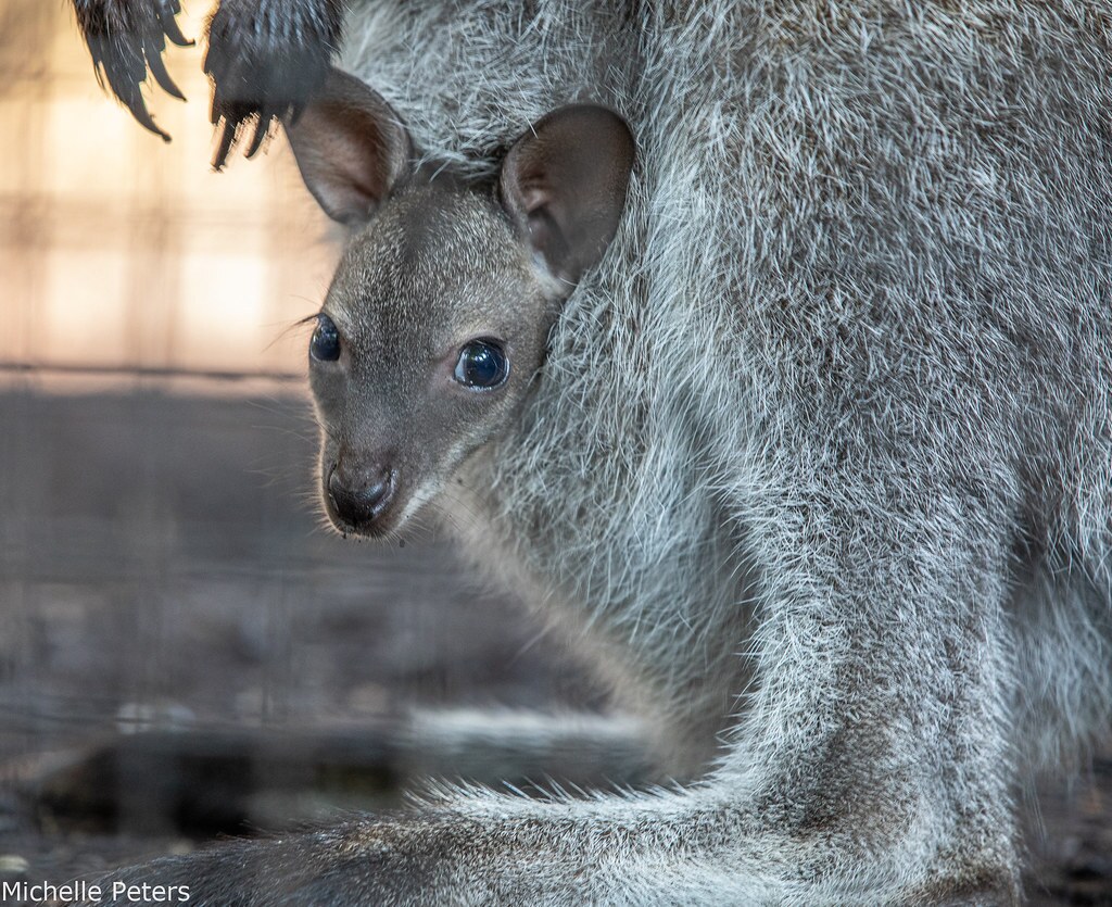Gallery Can We Offer You Some Cincinnati Zoo Babies In This Trying Time