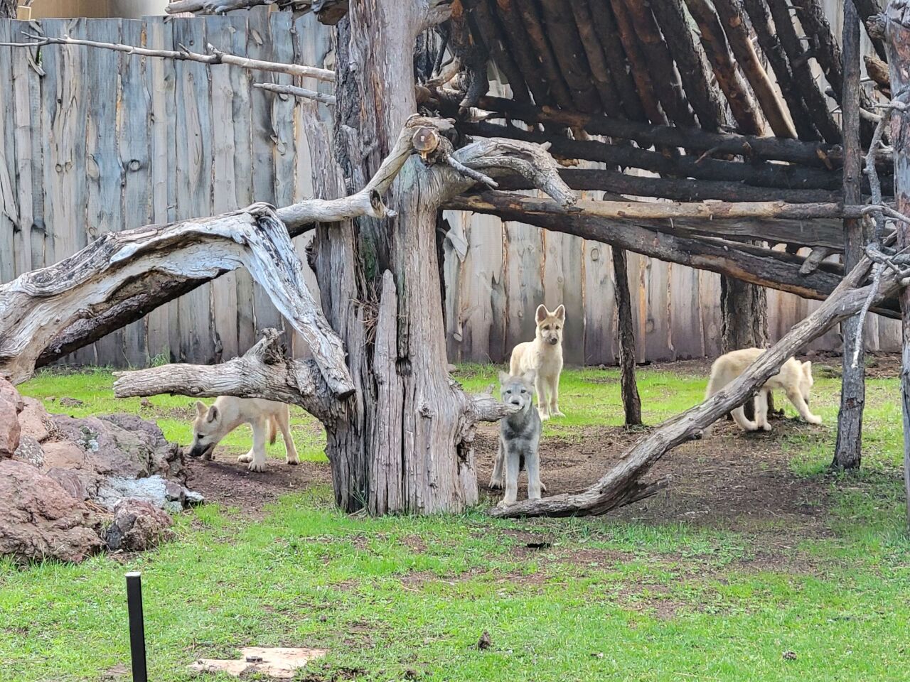 Four new wolf cubs take up residence at Bearizona Wildlife Park