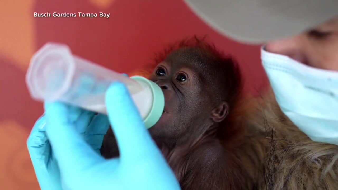 Busch Gardens baby orangutan