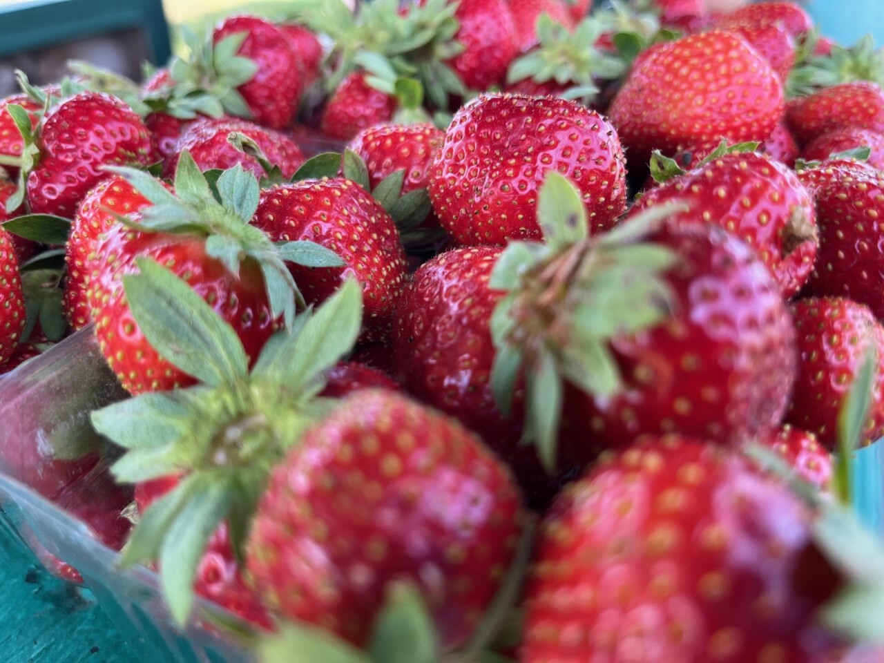 Strawberries at Kelley's Berry Farm