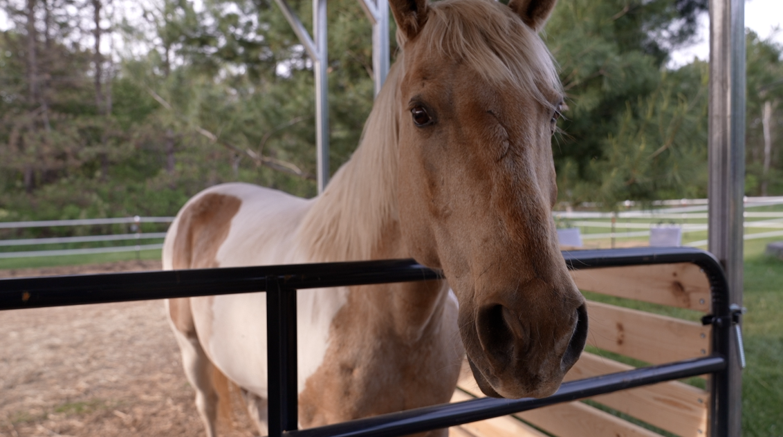 Pamela Allen Equine Therapy