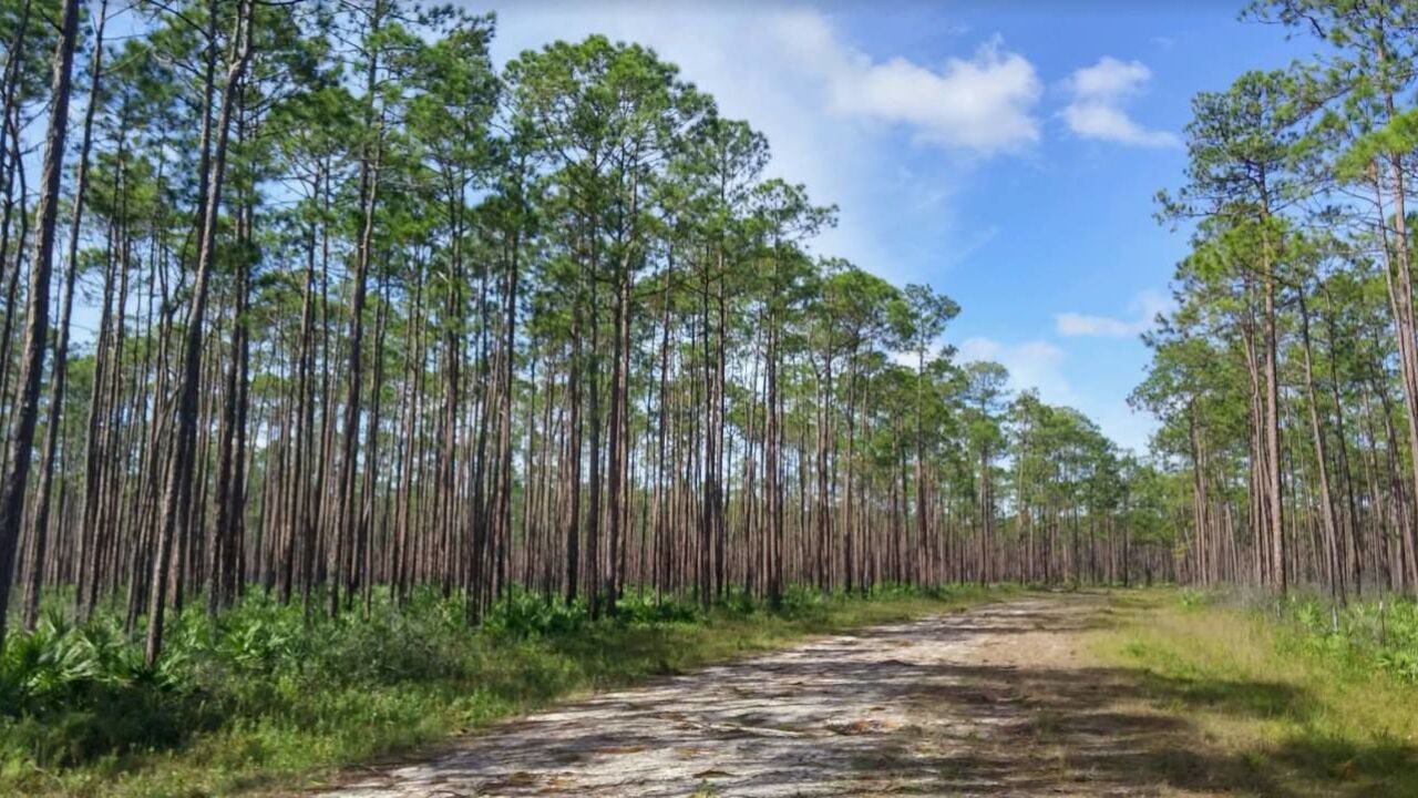 National Forests In Florida Close Campgrounds Amid COVID 19 Concerns National forests in florida close campgrounds amid covid 19 concerns