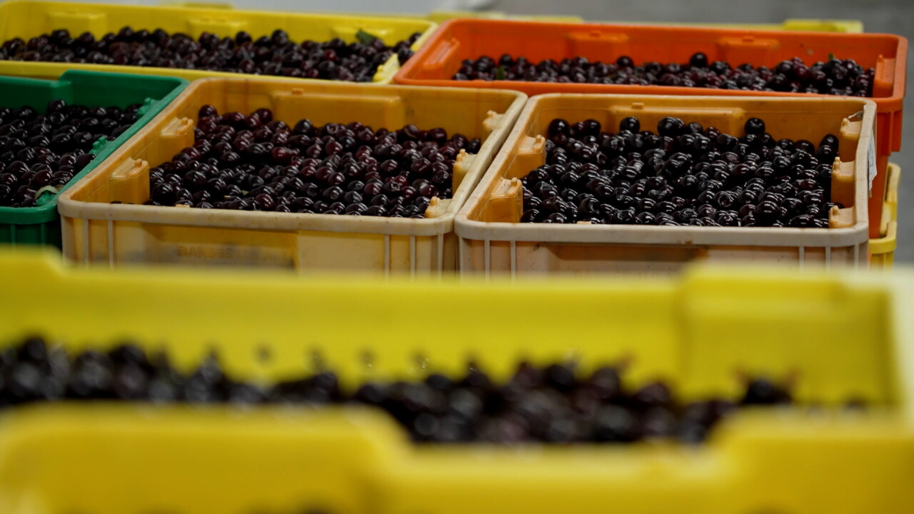 cherries.jpg