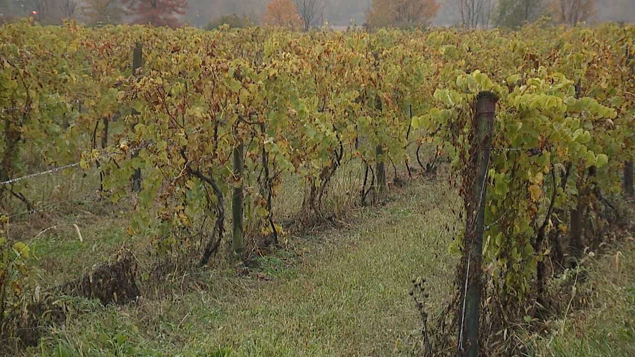 wine 2.jpg