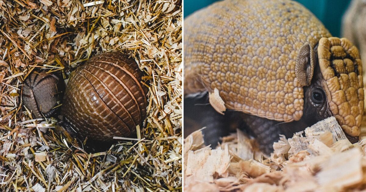 Virginia Zoo celebrates birth of new baby on Armadillo Day(02)