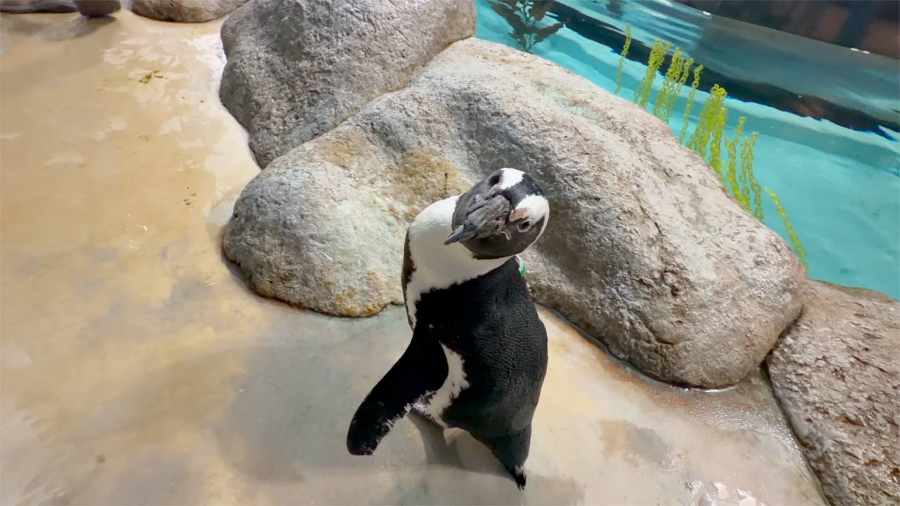 Wildlife World Zoo