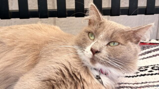Pet of the Week