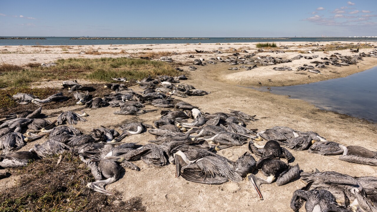 Dead pelicans