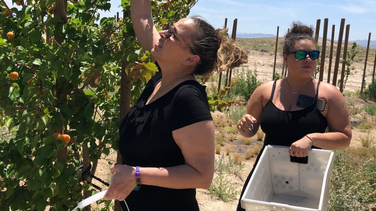 Pahrump Brothel Brings Bounty Of Fresh Produce To Food Pantry