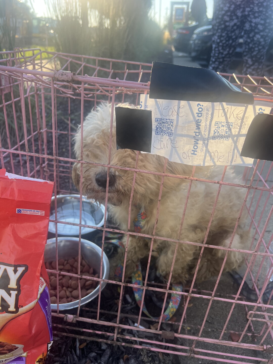 EASTPOINTE PUP DUMPED.jpeg