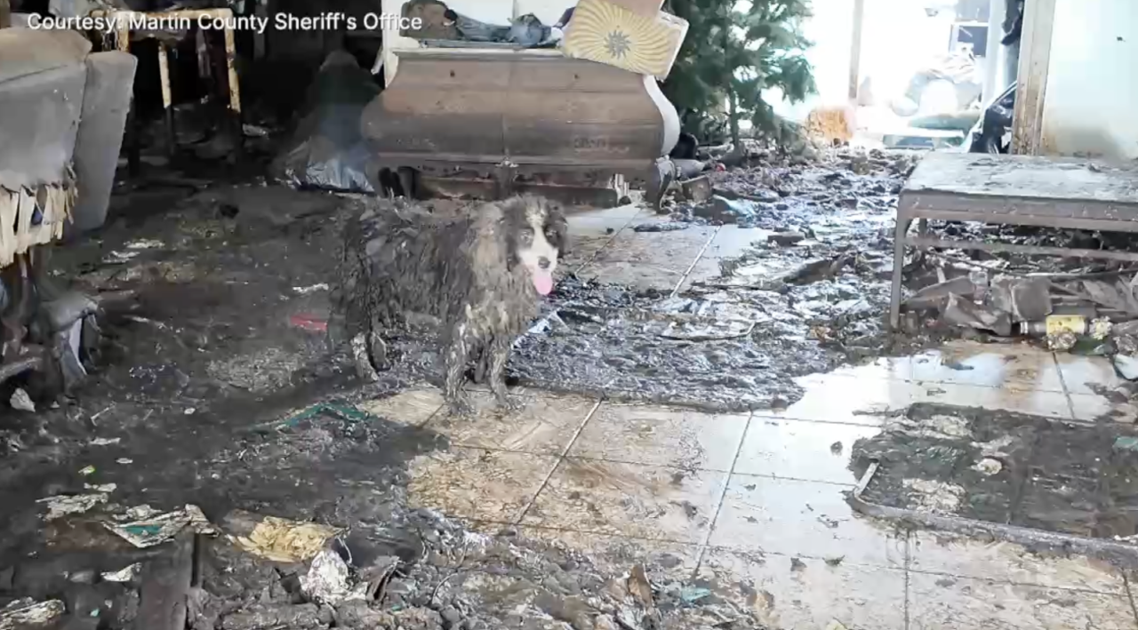 dogs living in squalor Martin County August 2026.png