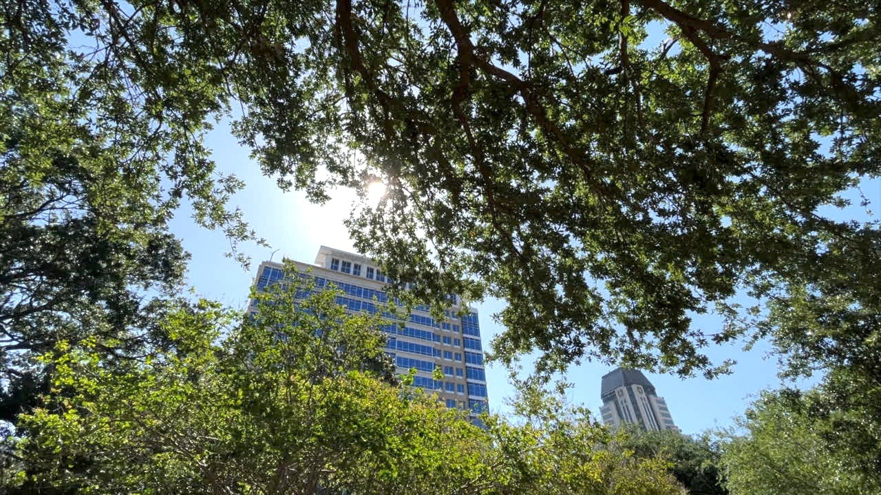 Tree Stassy Olmos WFTS2.png