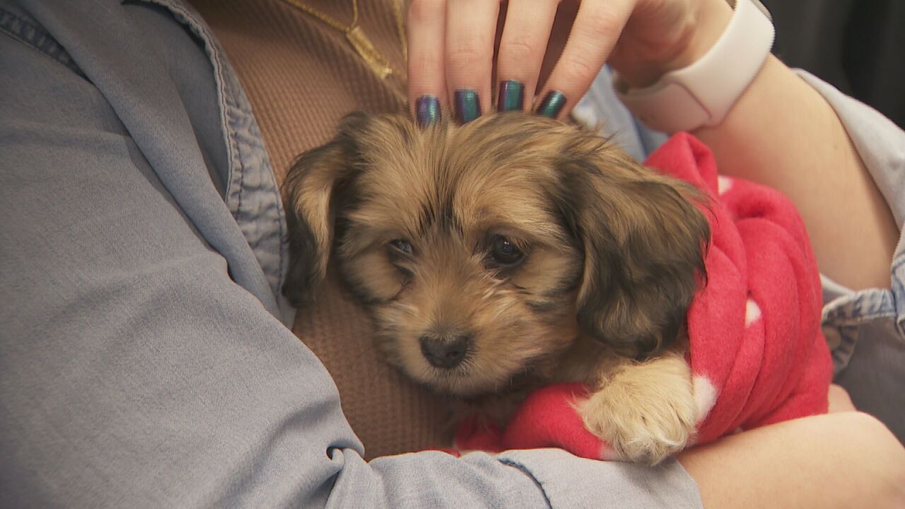 cute puppy on Valentine's Day