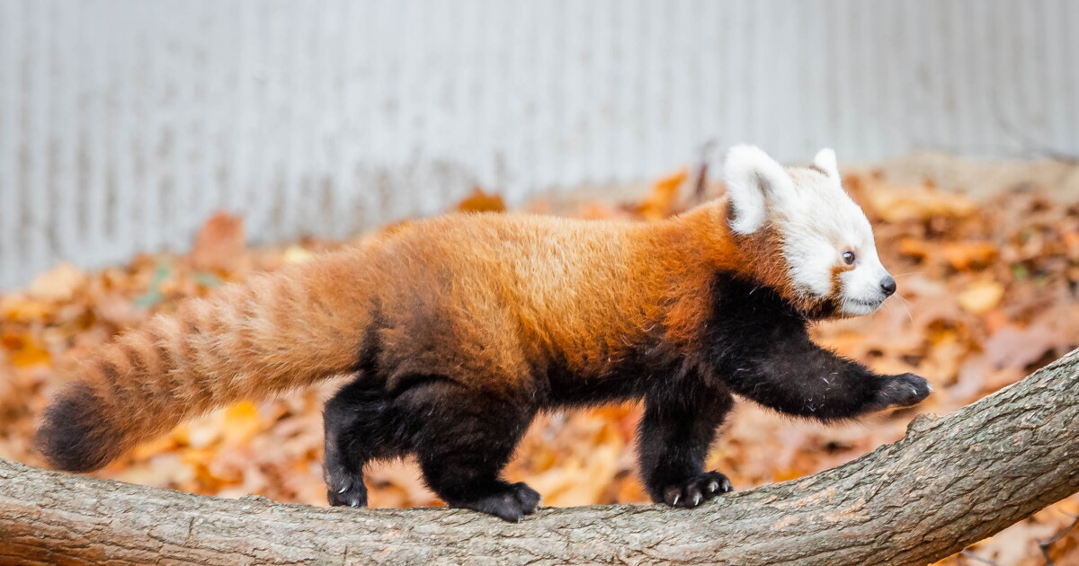 John Ball Zoo helps launch red panda conservation program - Vimarsana News