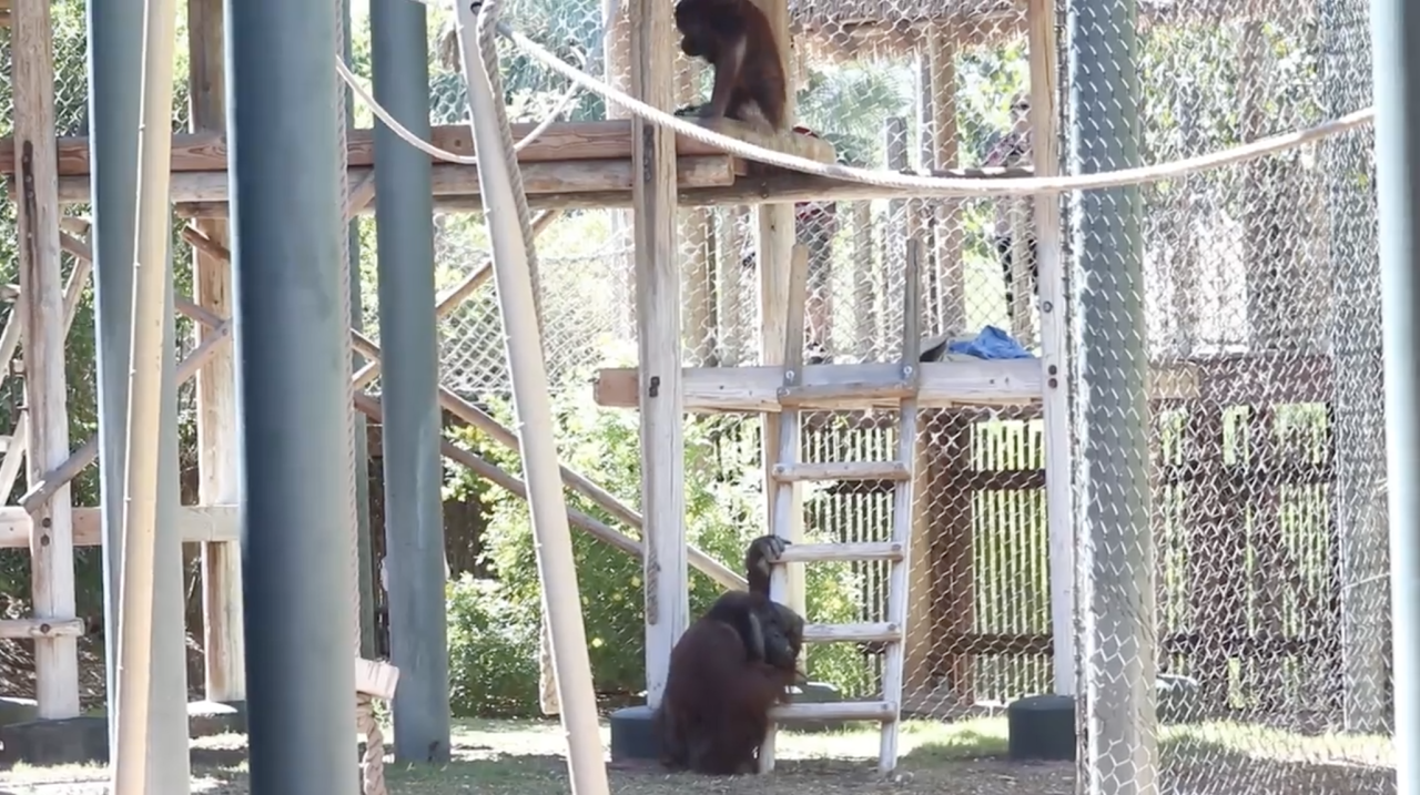 Rayma & Wgasa at the outdoor habitat.