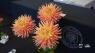 Central Coast Dahlia Society hosts third annual flower show