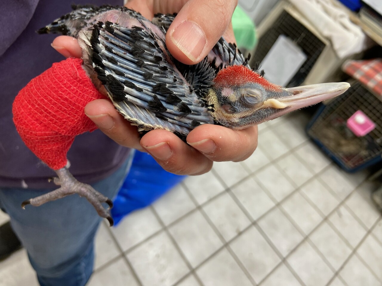 Woodpecker - Baby Norman 6.2021.jpg