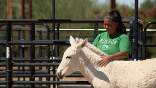 Monsoon microburst damages Surprise animal sanctuary, community rallies to help