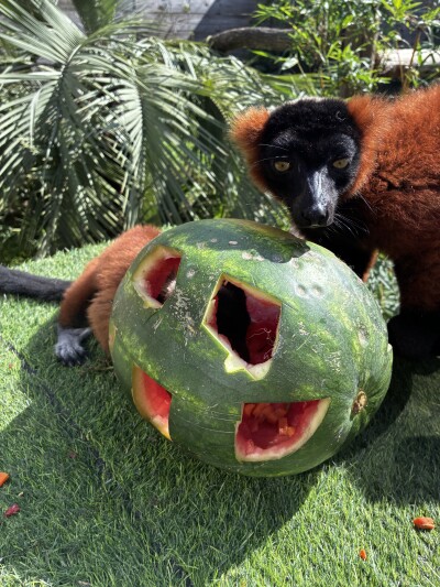 North Florida Wildlife Center needs produce donations this summer
