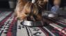 Furry Friend Friday - New Pet Owner Tips
