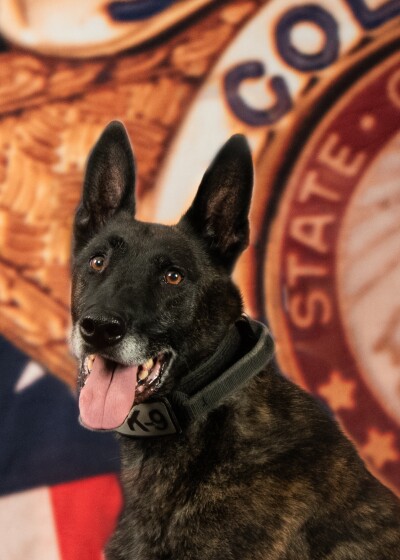 K9 Knox