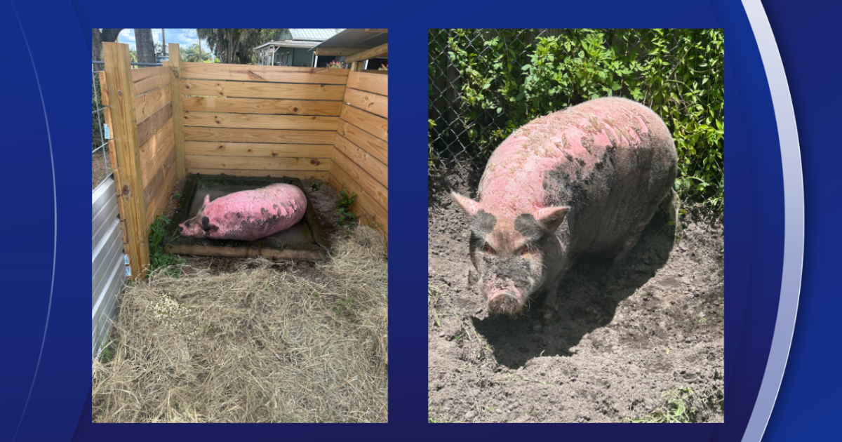 'No good deed goes unpunished': Judge clears SPCA Tampa Bay in Waddles the pig case