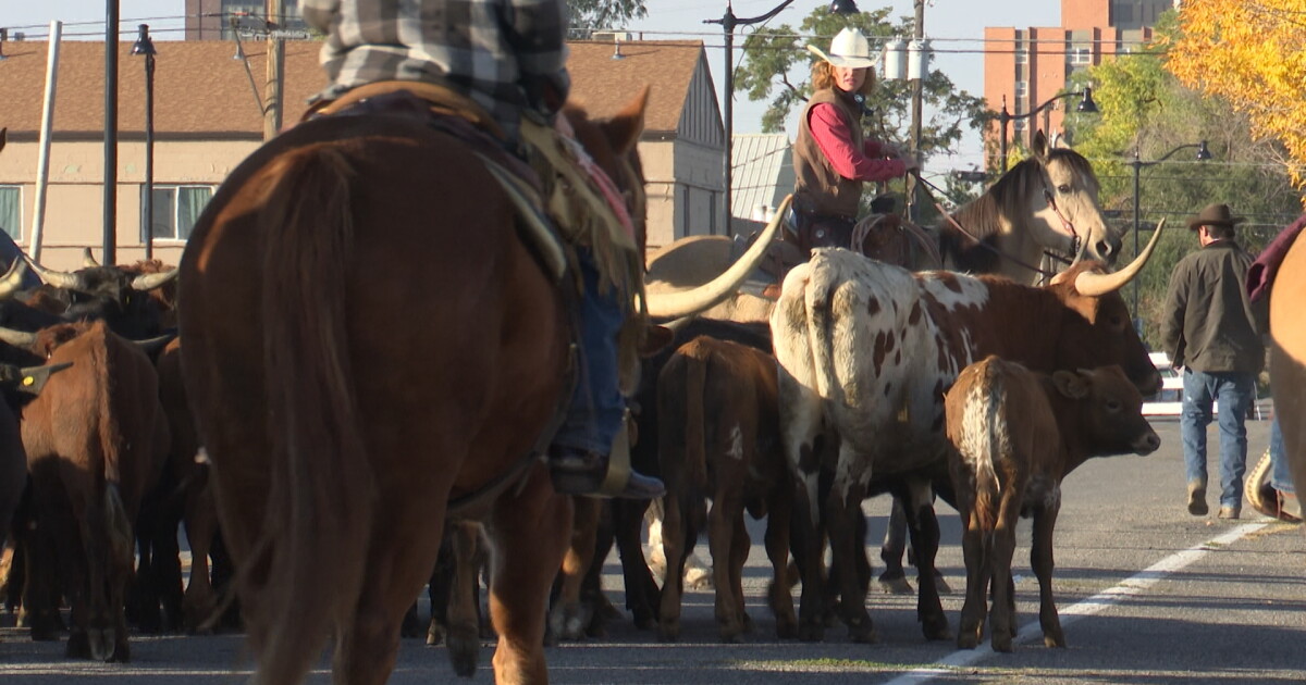 'Alive and well': Billings cattle drive back for first time in nearly 10 years - Vimarsana News