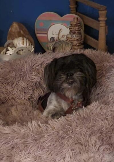 dog.jpeg