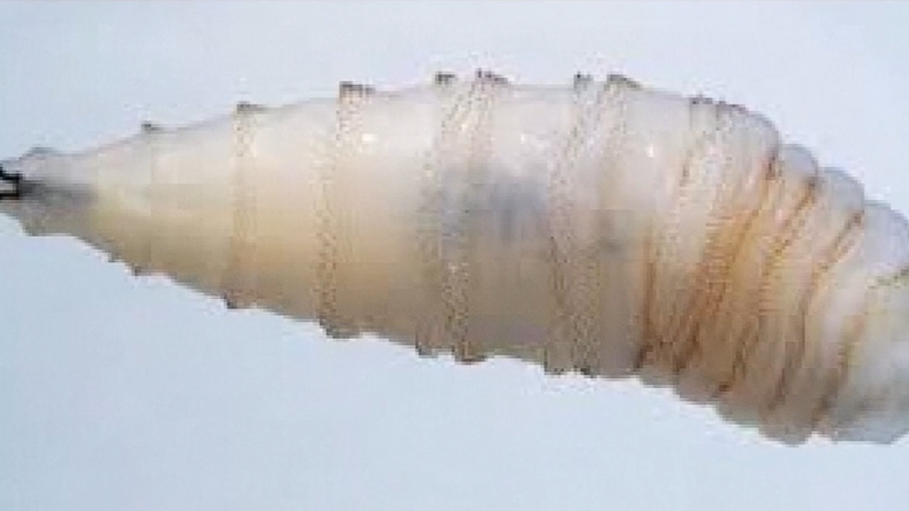 screwworm.png