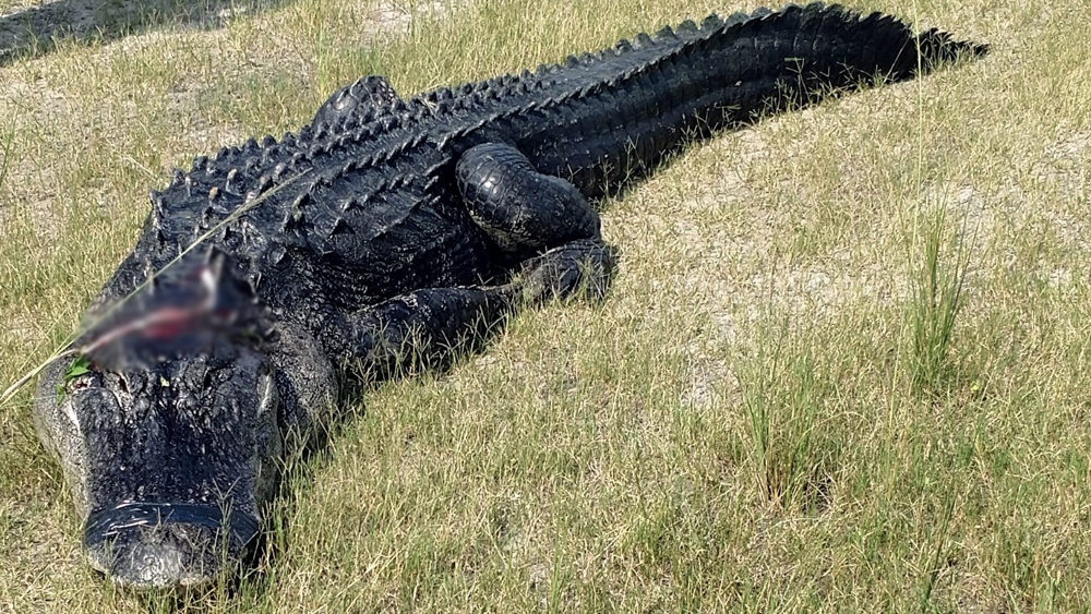 FT-MEADE-GATOR.png