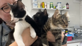 Kittens left abandoned