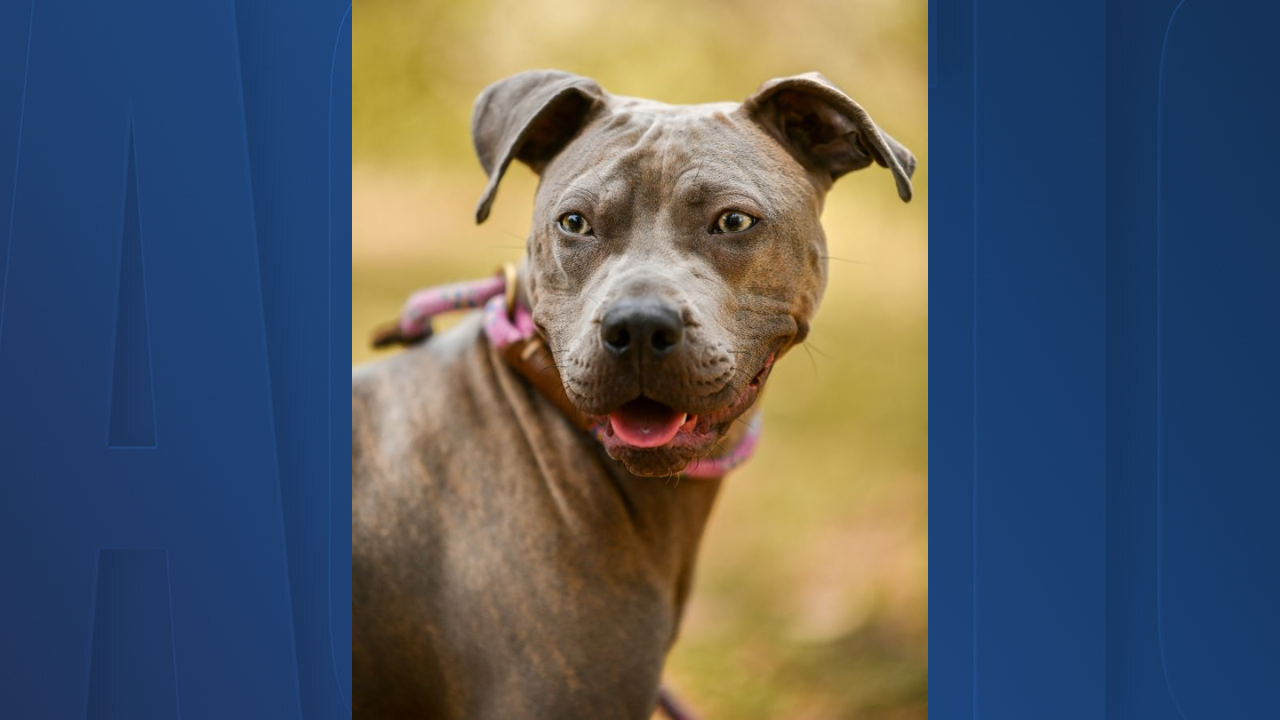 Rescues in Action: Pheobe