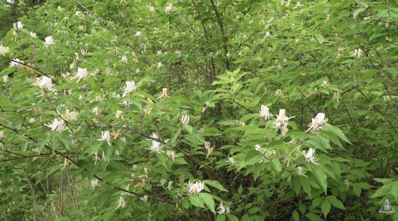 Bush honeysuckle