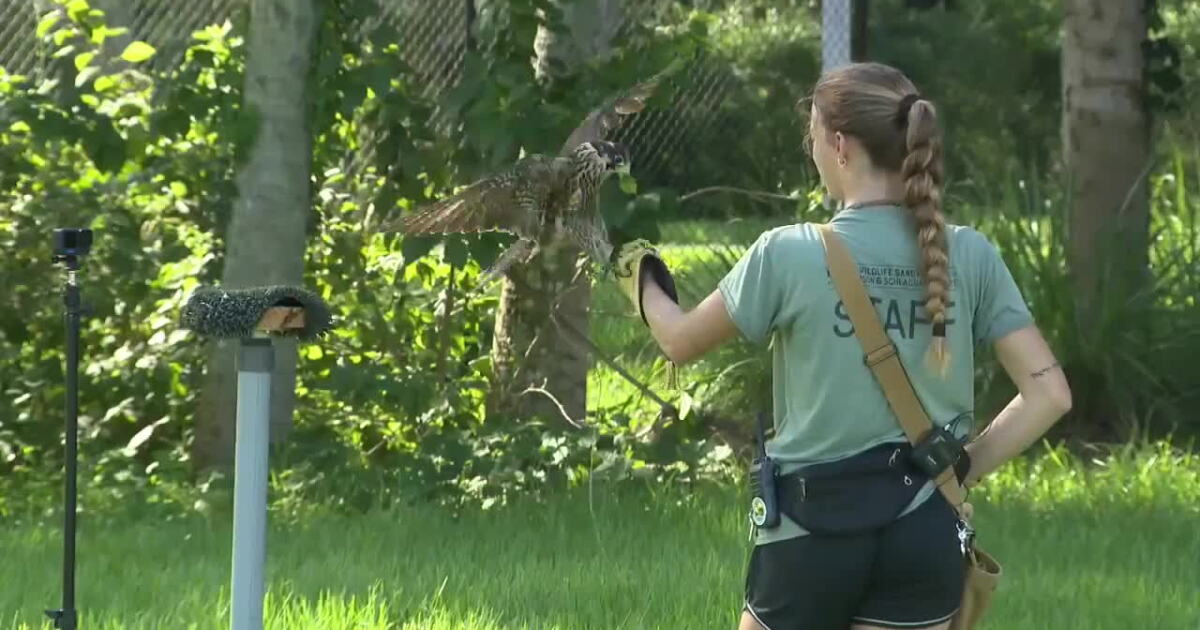 Busch Wildlife Sanctuary completes South Florida's largest wildlife rehabilitation flight complex