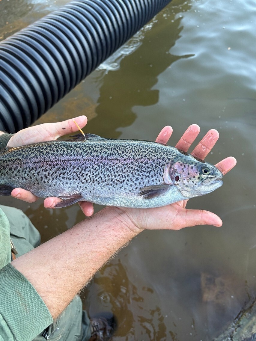 Rainbow Trout.jpg